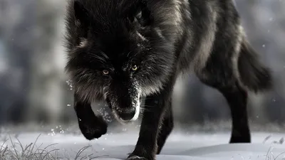 Скачать 1920x1080 волк, хищник, черный, дикая природа, собака обои,  картинки full hd, hdtv, fhd, 1080p
