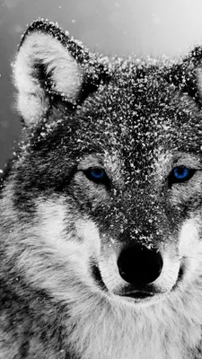 Обои на телефон — волки 1080×1920 | Zamanilka | Wild animals pictures, Cute  animal drawings, Wolf photos