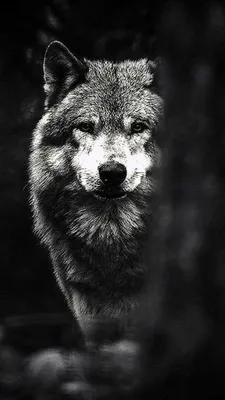 Обои на телефон — волки 1080×1920 | Zamanilka | Iphone wallpaper wolf, Wolf  wallpaper, Animal wallpaper
