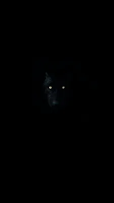 Обои, черный фон, волк с яркими …» — создано в Шедевруме