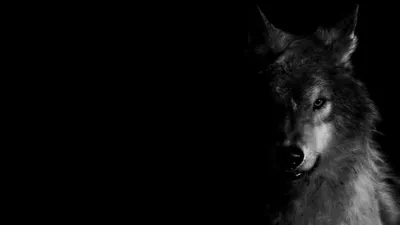 Картинки Чёрный, волк, ночь - обои 1680x1050, картинка №338240