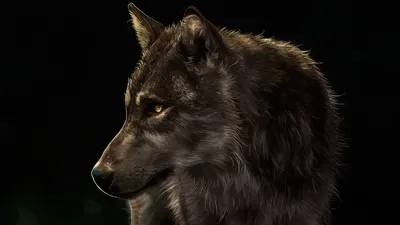 Темные обои волк - 30 фото