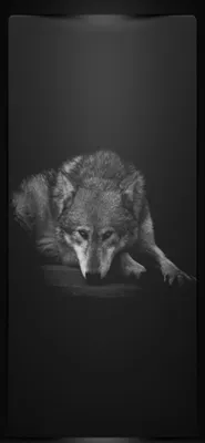 Обои на телефон волк 1080×1920, скачать картинки волки | Zamanilka | Черные  волки, Волк, Фоновые рисунки