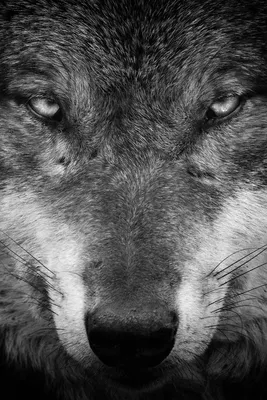 Чёрный волк на охоте в зимнем лесу - обои на телефон