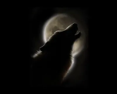 Скачать обои фон, взгляд, чёрно-белое, хищник, волк разрешение 640x960  #98768