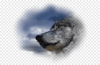 Картинки черный волк воет на луну (69 фото) » Картинки и статусы про  окружающий мир вокруг