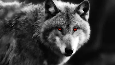 Фотографии волк втроем черно белые Животные Черный фон 1600x1200
