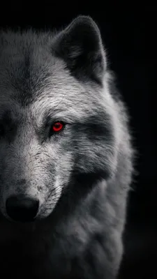 Обои на телефон волк 1080×1920, скачать картинки волки | Zamanilka | Черные  тигры, Черные волки, Волчак
