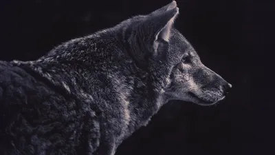 Черный волк в зимнем лесу. Обои с животными, картинки, фото 1152x864