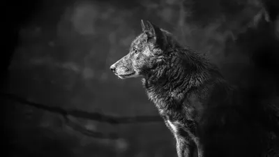 Волк на темном фоне обои - 88 фото