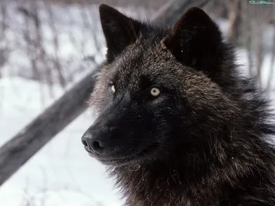 Пин от пользователя nile на доске Wolves | Мифические существа, Черный волк,  Черные волки