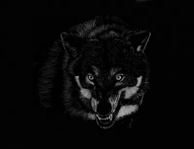 Обои на телефон волк 1080×1920, скачать картинки волки | Zamanilka | Red  and black wallpaper, Black wallpaper iphone dark, Wolf wallpaper