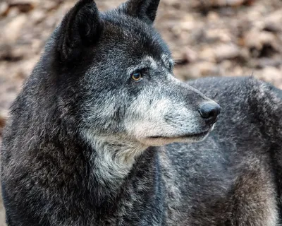 Волк на черном фоне обои - 84 фото