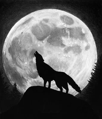 Картинки волк животное Черный фон Рисованные 640x960
