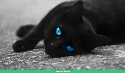 Черных кошек с голубыми глазами