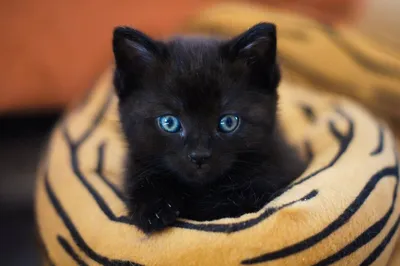 Кошки с голубыми глазами | ТОТО | Дзен