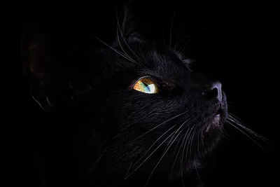 Черная кошка с голубыми глазами порода - картинки и фото koshka.top