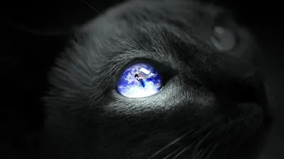 Коты с голубыми глазами (10 фото) | Любимые домашние питомцы | Дзен