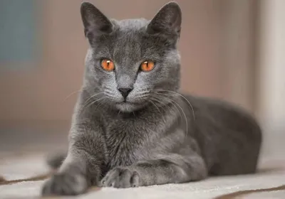 Черная кошка с голубыми глазами порода - 72 фото
