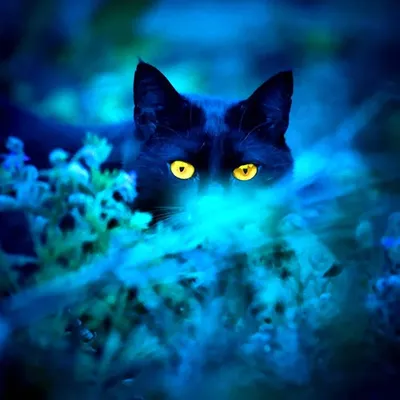 Черная кошка с зелеными глазами - 77 фото