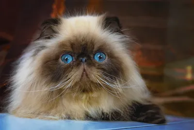 Серые коты с голубыми глазами Стоковое Фото - изображение насчитывающей  тип, серо: 148130958