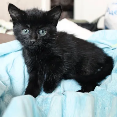Абсолютно чёрный котёнок с голубыми глазами