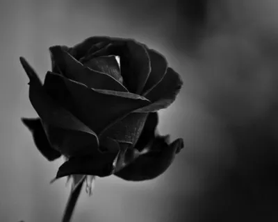Букет 15 черных роз купить в Ростове-на-Дону - Заказать с доставкой недорого