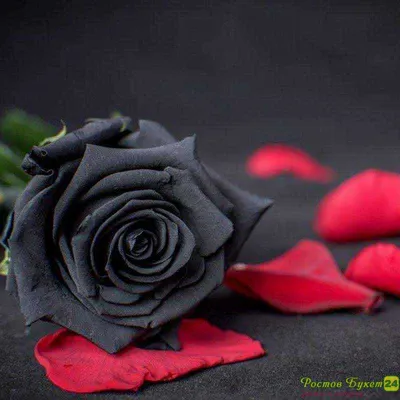 Купить Букет 9 черных роз с оформлением R823 в Москве, цена 5 350 руб.