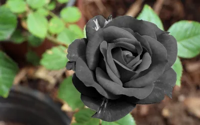 25 чёрных роз купить с открыткой и бесплатной доставкой