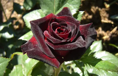 Купить 51 черную розу в Самаре