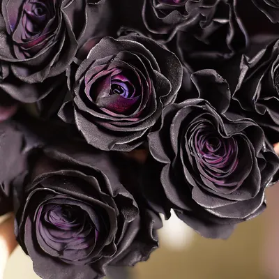 Стабилизированные чёрные розы на стеблях в интернет-магазине Ярмарка  Мастеров по цене 16500 ₽ – PQ5LCRU | Цветы сухие и стабилизированные,  Москва - доставка по России