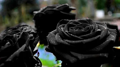 Черные розы в шляпной коробке - Служба доставки букетов роз в Москве.