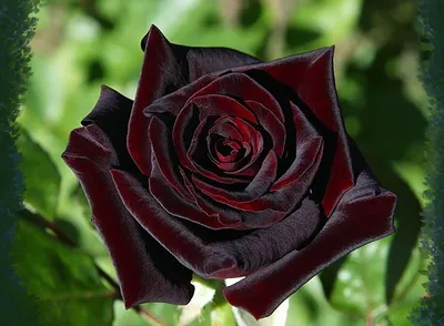 Черные розы - Дневник KAWAII_CHAN