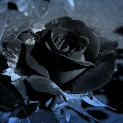 Букет из черных роз и синих роз «На стиле» • Доставка букетов в  Санкт-Петербурге