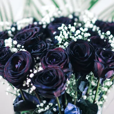 Саженцы темно-красных, черных роз, Луцк: Цветы на Agronet