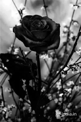 Чёрные розы - Букет 11 черных роз с оформлением