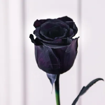 Черная роза картинки - 74 фото
