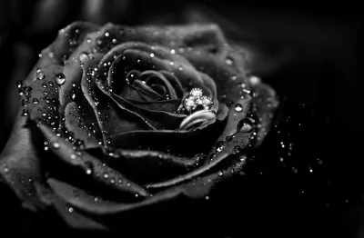 Кому и по какому поводу дарят черные розы | Блог интернет-магазина АртФлора