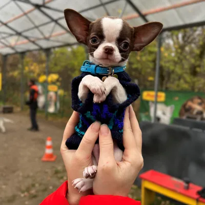 Чихуахуа: описание породы, 🐕 характеристики, плюсы и минусы