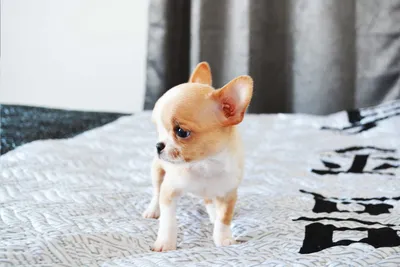 Собака породы Чихуахуа с большими печальными глазами на размытом фоне Stock  Photo | Adobe Stock