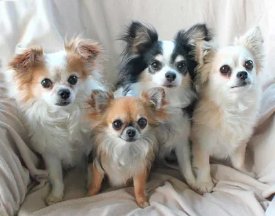 милые щенки чихуахуа обои и фоновые картинки, картинки маленьких собак,  собака, белый фон картинки и Фото для бесплатной загрузки