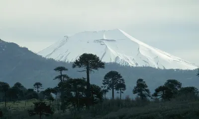 Southern Chile | Places | WWF