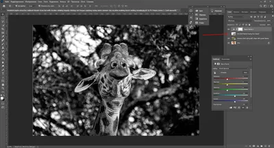 Как сделать фотографию черно-белой в Photoshop и бесплатных  онлайн-редакторах