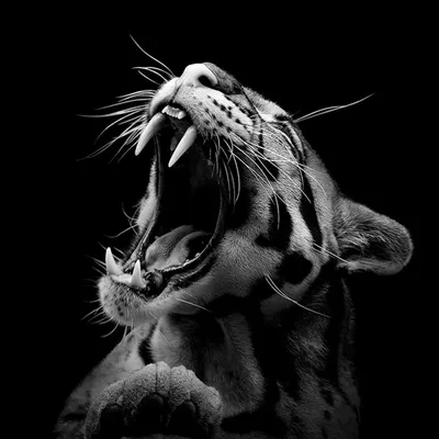 Захватывающие черно-белые фотографии диких животных