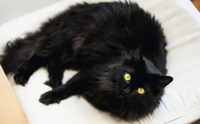 Добрый черный кот | Пикабу