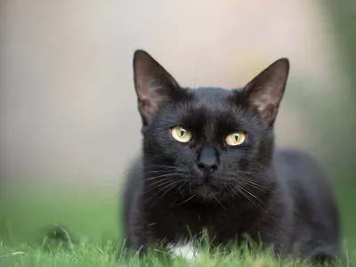 Черные коты: интересные факты и предрассудки о черных кошках