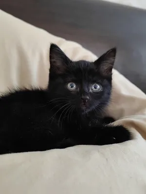 Черный котенок в добрые руки | Пикабу