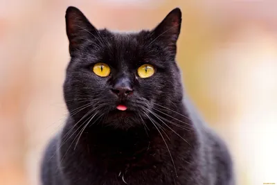 Питомник черных британских кошек \"Jetstone\" - Солидные Британские котята
