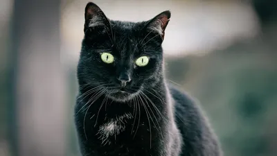 Найден черный кот на Кубинской ул., СПб | Pet911.ru
