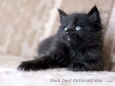 Иллюстрация черный кот в стиле детский, персонажи, реклама